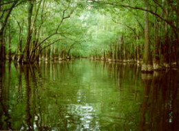 Congaree National Park