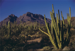 Organ Pipe Cactus National Monument