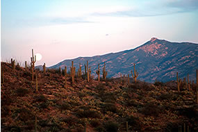 Saguaro National Park